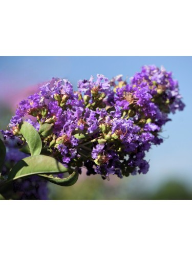 Lagerstroemia indica Viola...