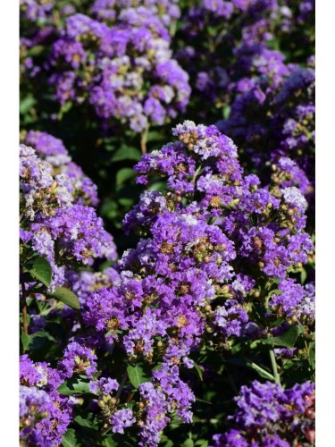 Lagerstroemia indica Viola...