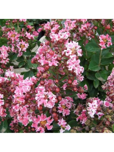 Lagerstroemia indica Rosa...