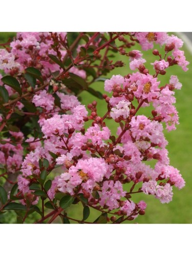 Lagerstroemia indica Rosa...