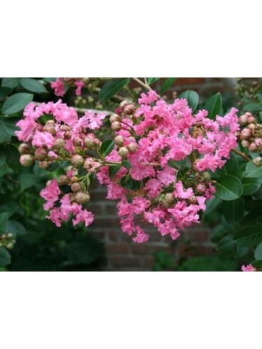 Lagerstroemia indica Rosa...