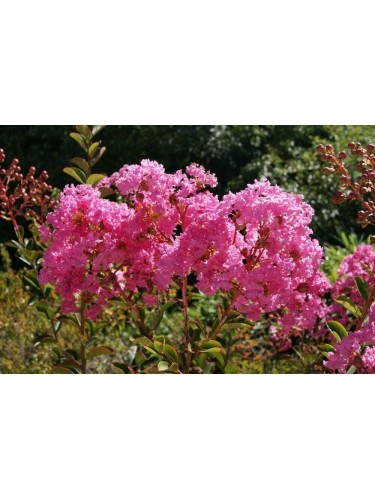 Lagerstroemia indica Rosa...