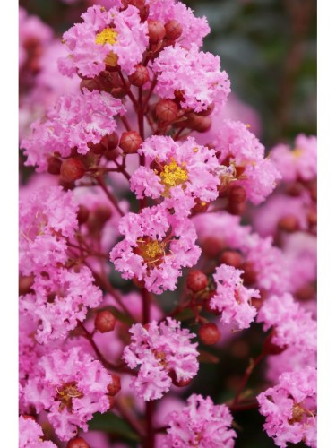 Lagerstroemia indica Rosa...