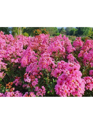 Lagerstroemia indica Rosa...