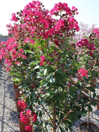 Lagerstroemia indica pianta...