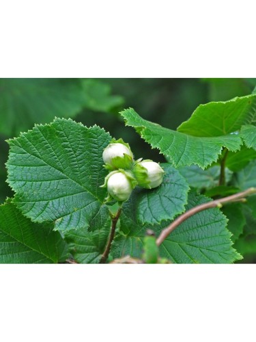 Nocciolo "Corylus avellana"...