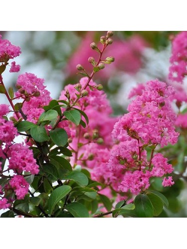 Lagerstroemia indica Rosa...