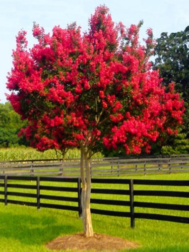 Lagerstroemia indica pianta...