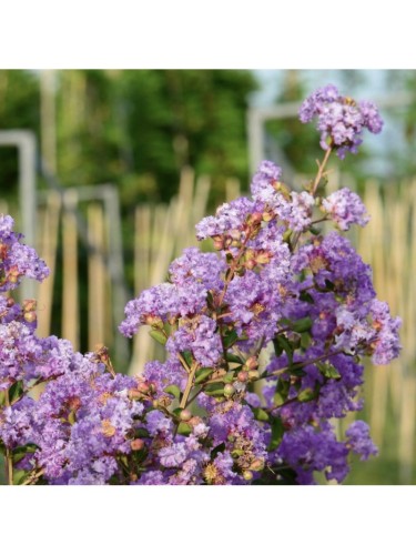 Lagerstroemia indica nana...