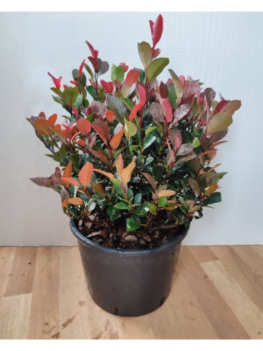 Photinia x fraseri "Little...