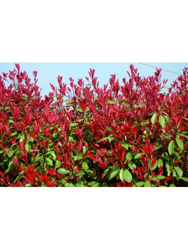 Photinia x fraseri "Little...