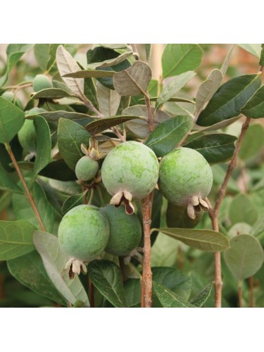 Feijoa "Acca sellowiana"...