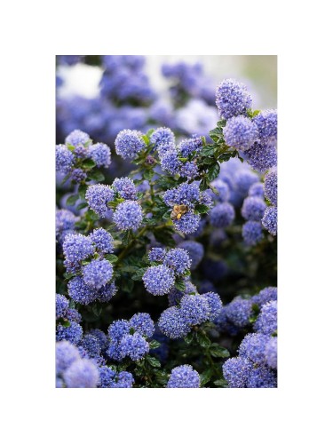 Ceanoto "Ceanothus...