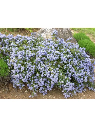 Ceanoto "Ceanothus...