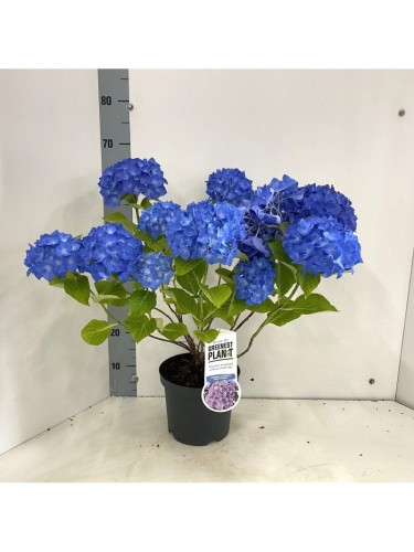 Ortensia blu "Hydrangea...