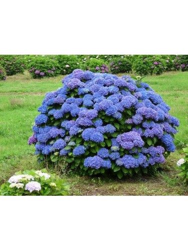 Ortensia blu "Hydrangea...