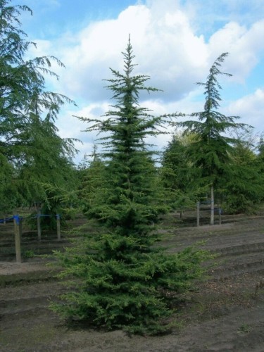 Cedro del Libano "Cedrus...