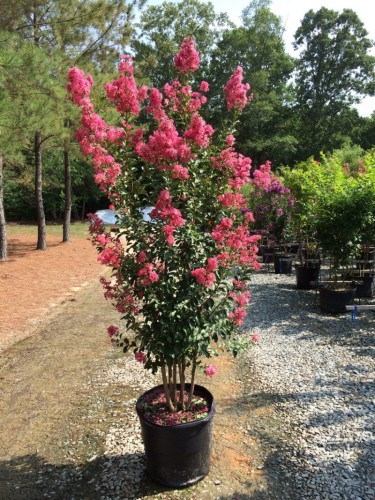 Lagerstroemia indica pianta...