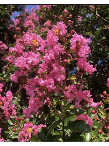 Lagerstroemia indica pianta...