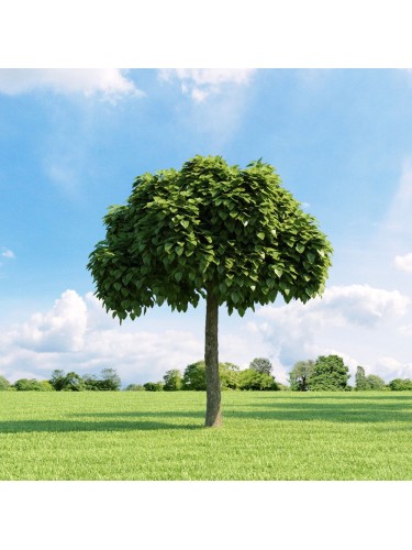 Catalpa bignonioides...