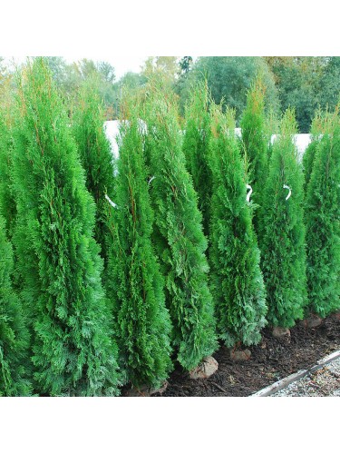 Tuia smeraldo "Thuja...