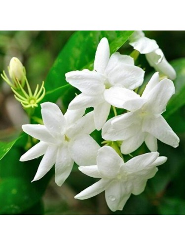 Gelsomino bianco "Jasminum...