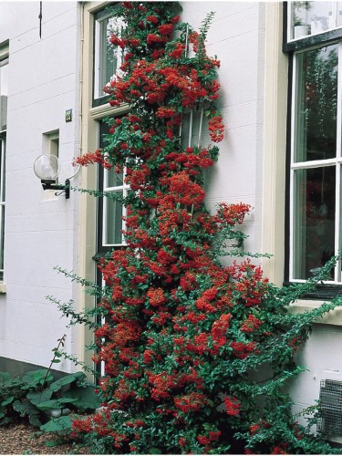 Piracanta rossa "Pyracantha...