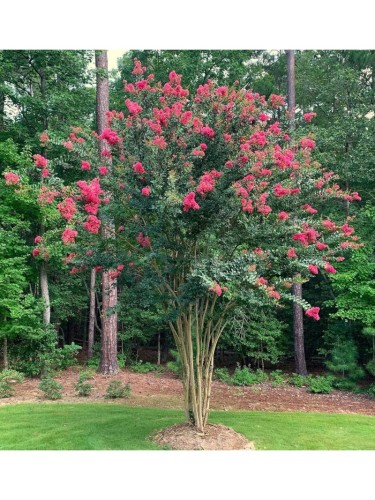 Lagerstroemia indica pianta...