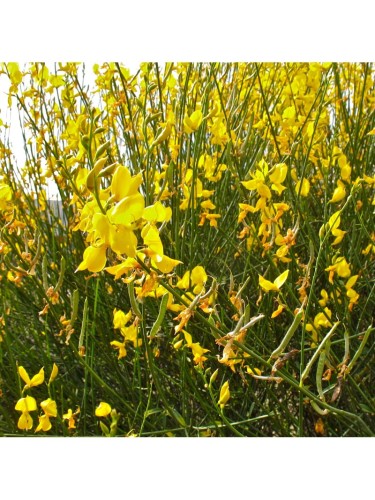 Ginestra odorosa "Spartium...