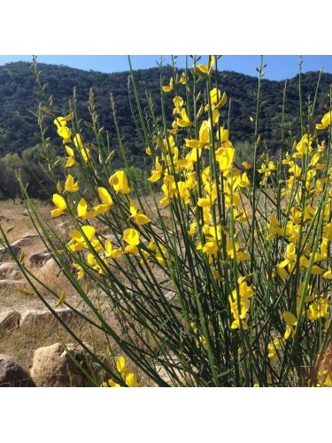 Ginestra odorosa "Spartium...