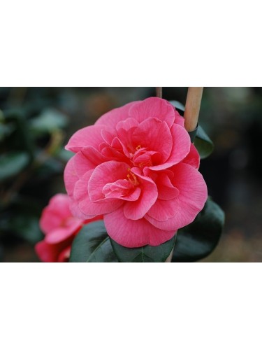 Camelia "Camellia japonica"...