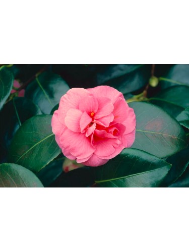 Camelia "Camellia japonica"...