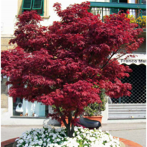 Acero rosso giapponese Acer palmatum Fireglow pianta in vaso ø22 cm