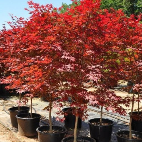 Acero rosso giapponese Acer palmatum Fireglow pianta in vaso ø22 cm