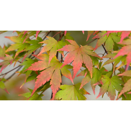 Acero rosso giapponeseAcer palmatum Momiji pianta in vaso h. 1/1,5 m