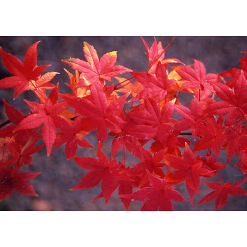 Compra Albero bonsai artificiale di acero rosso da 50 cm all'ingrosso