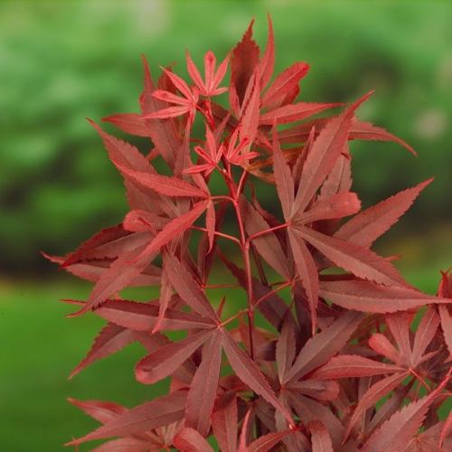 Acero rosso giapponese Acer palmatum Shaina pianta in vaso ø20 cm