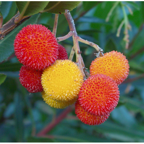 Corbezzolo Arbutus unedo Strawberry Tree 3 piante da frutta in vaso bio  ø8