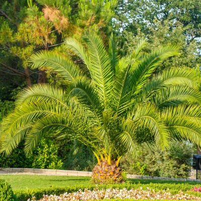 Coltivare palme nel giardino: la guida completa